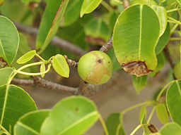 Beware of the “Most Dangerous Tree in the World”